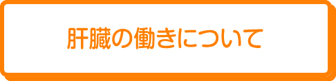 肝臓の働きについて